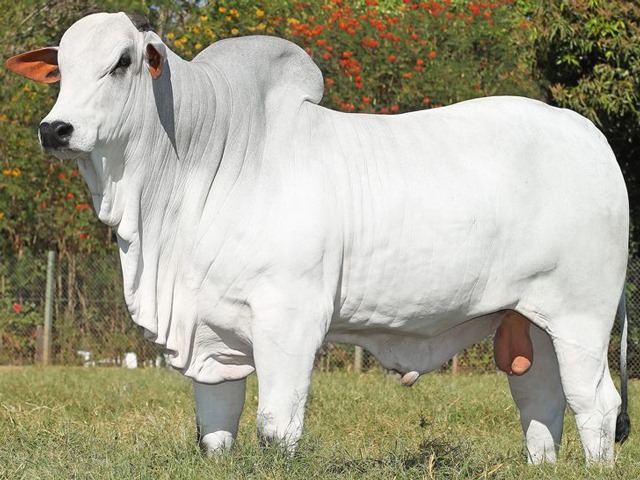 “LUTANDO PELO FUTURO” É APRESENTADO A PECUARISTAS