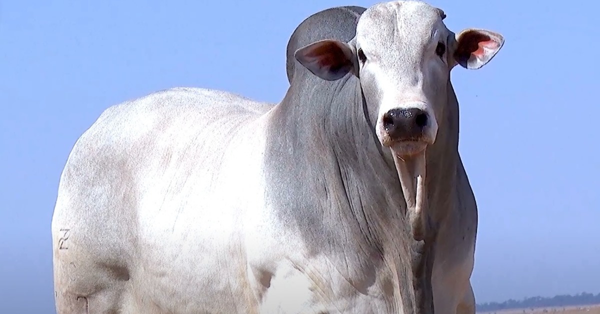 “LUTANDO PELO FUTURO” É APRESENTADO A PECUARISTAS