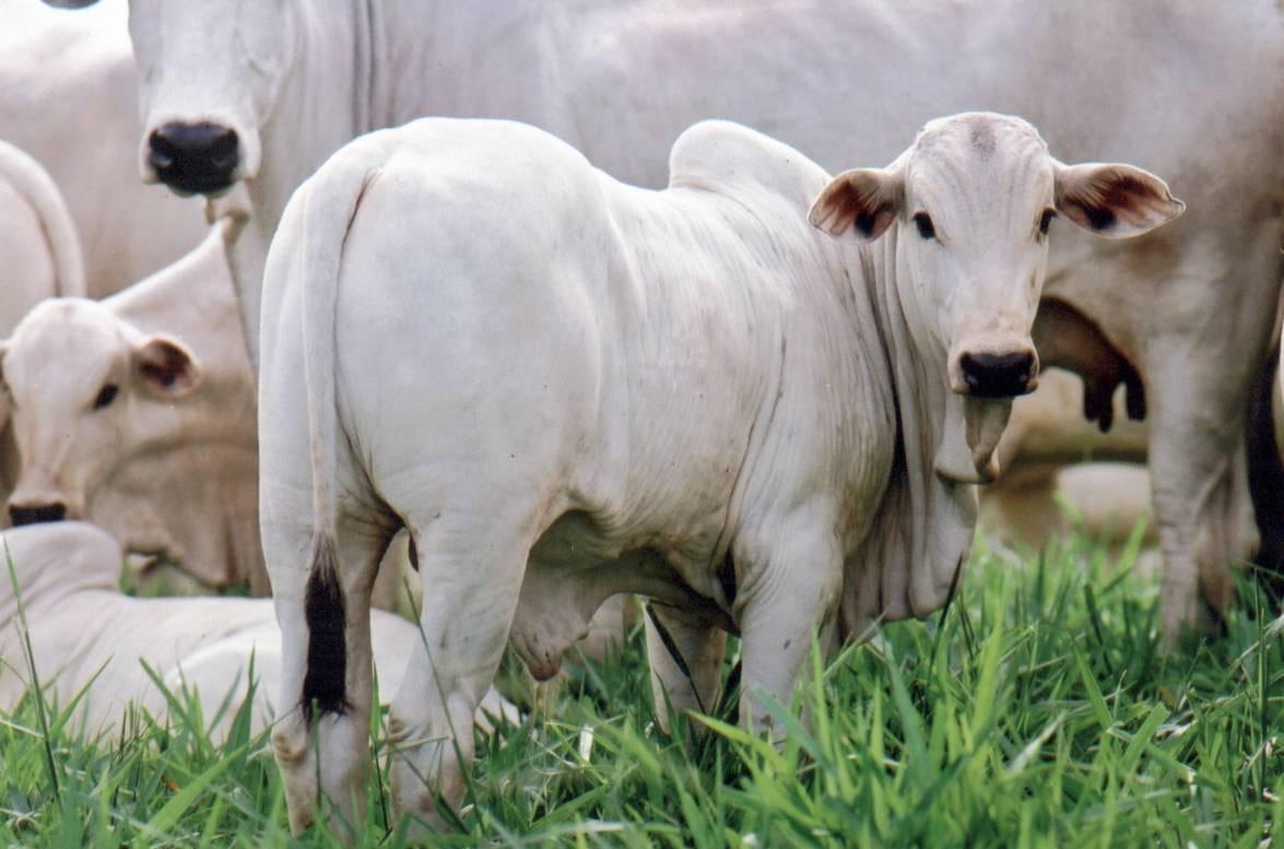 “LUTANDO PELO FUTURO” É APRESENTADO A PECUARISTAS